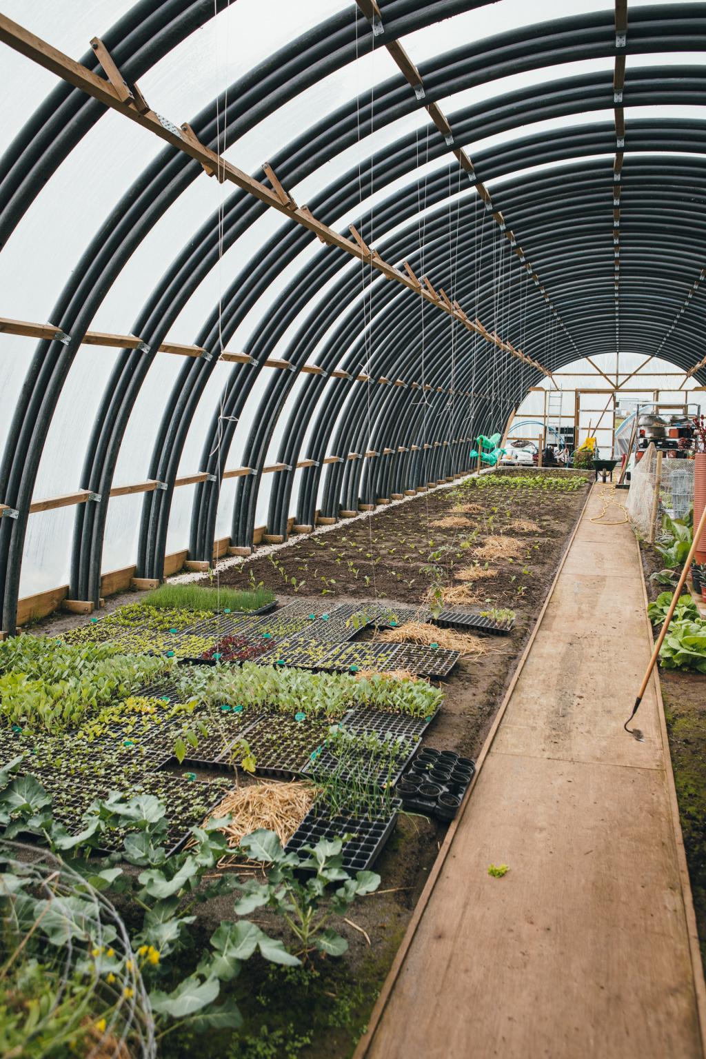 Veltan Greenhouse, Sandur, photo: Kirstin Vang