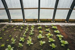 Veltan Greenhouse, Sandur, photo: Kirstin Vang
